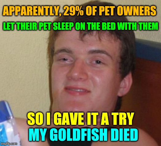 10 Guy Meme | APPARENTLY, 29% OF PET OWNERS; LET THEIR PET SLEEP ON THE BED WITH THEM; SO I GAVE IT A TRY; MY GOLDFISH DIED | image tagged in memes,10 guy | made w/ Imgflip meme maker