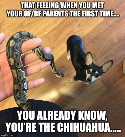 That first meeting.... | THAT FEELING WHEN YOU MET YOUR GF/BF PARENTS THE FIRST TIME.... YOU ALREADY KNOW, YOU’RE THE CHIHUAHUA..... | image tagged in funny dogs,snakes,relationships,relationship status,funny memes,lol | made w/ Imgflip meme maker