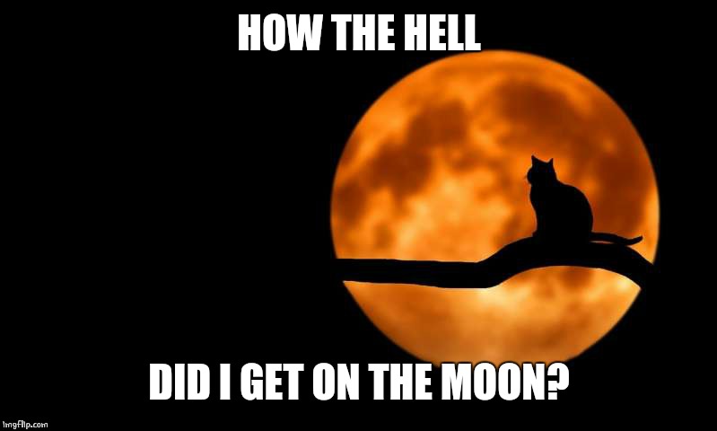 How | HOW THE HELL; DID I GET ON THE MOON? | image tagged in moon cat opportunities,cat | made w/ Imgflip meme maker