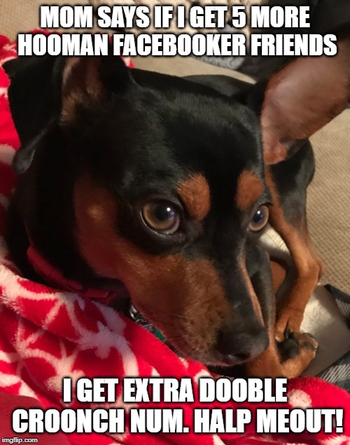 MOM SAYS IF I GET 5 MORE HOOMAN FACEBOOKER FRIENDS; I GET EXTRA DOOBLE CROONCH NUM.
HALP MEOUT! | image tagged in dogs | made w/ Imgflip meme maker