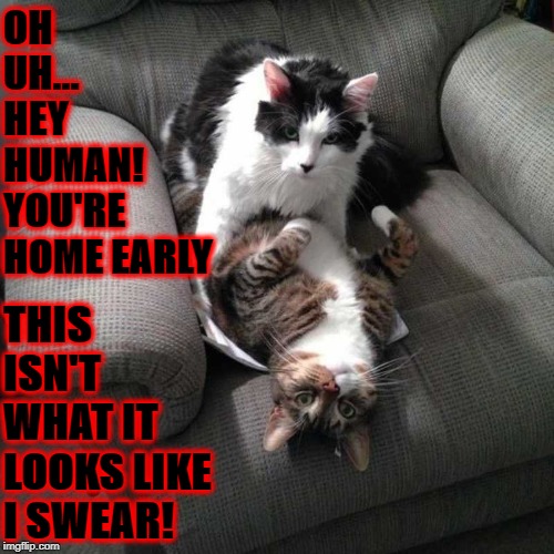 YOU'RE HOME EARLY | OH UH... HEY HUMAN! YOU'RE HOME EARLY; THIS ISN'T WHAT IT LOOKS LIKE I SWEAR! | image tagged in you're home early | made w/ Imgflip meme maker