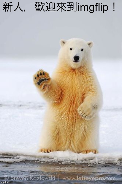 hello polar bear | 新人，歡迎來到imgflip！ | image tagged in hello polar bear | made w/ Imgflip meme maker