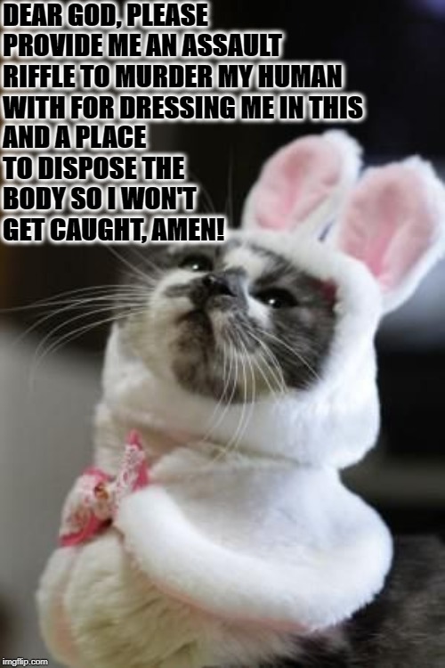 CAT PRAYER | DEAR GOD, PLEASE PROVIDE ME AN ASSAULT RIFFLE TO MURDER MY HUMAN WITH FOR DRESSING ME IN THIS; AND A PLACE TO DISPOSE THE BODY SO I WON'T GET CAUGHT, AMEN! | image tagged in cat prayer | made w/ Imgflip meme maker