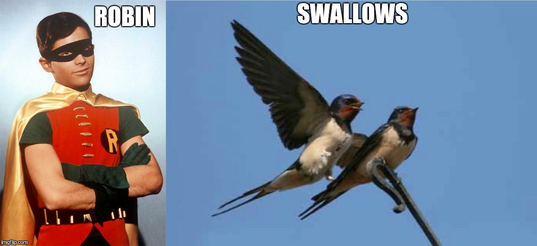 AIDS!!!!!!!!!!!! | SWALLOWS; ROBIN | image tagged in aids | made w/ Imgflip meme maker