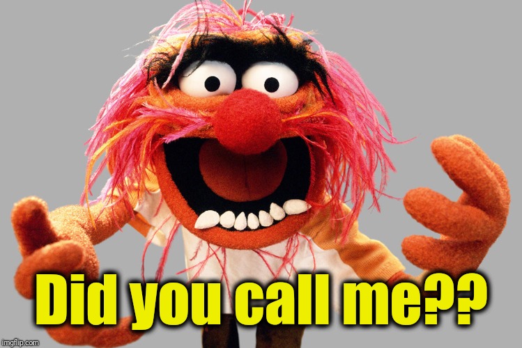animal muppets | Did you call me?? | image tagged in animal muppets | made w/ Imgflip meme maker