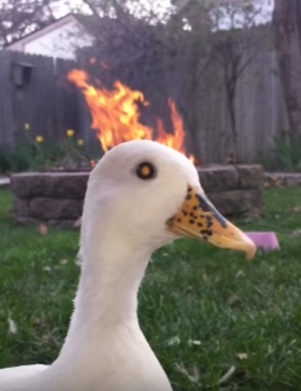 High Quality When the ducks are upto something Blank Meme Template