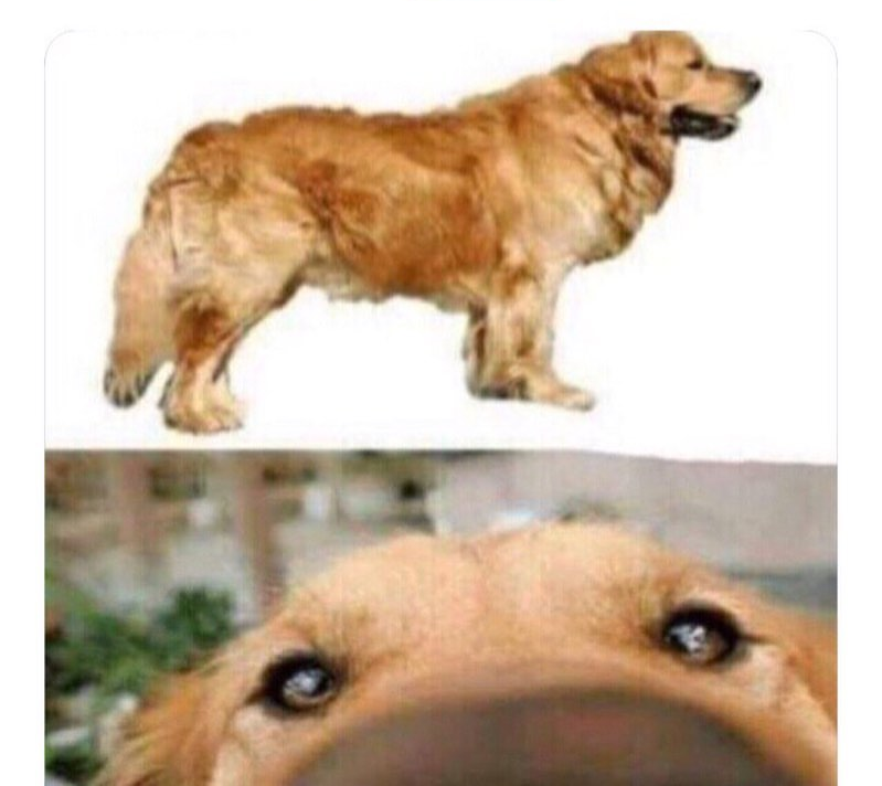 Incroyable ce chien ressent Blank Meme Template