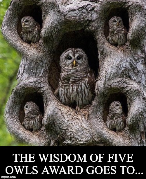 I had to do something with this amazing shot. | THE WISDOM OF FIVE OWLS AWARD GOES TO... | image tagged in vince vance,wise old owl,when the owl sings,wisdom,owls,tree trunk | made w/ Imgflip meme maker
