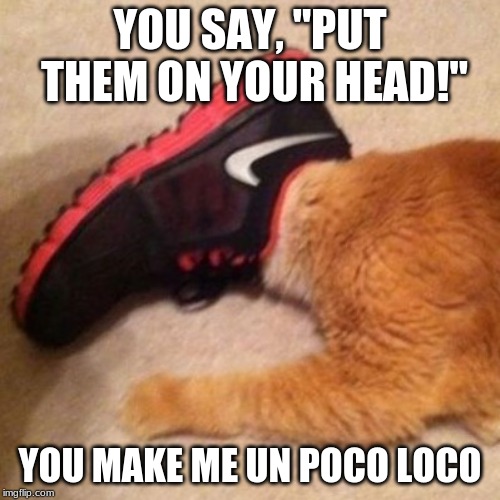 YOU SAY, "PUT THEM ON YOUR HEAD!"; YOU MAKE ME UN POCO LOCO | image tagged in cats,funny,memes | made w/ Imgflip meme maker
