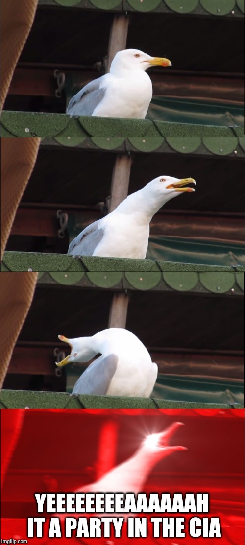 Inhaling Seagull | YEEEEEEEEAAAAAAH IT A PARTY IN THE CIA | image tagged in memes,inhaling seagull | made w/ Imgflip meme maker