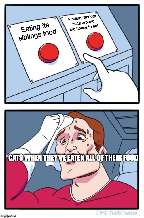 Two Buttons Meme | Finding random mice around the house to eat; Eating its siblings food; CATS WHEN THEY'VE EATEN ALL OF THEIR FOOD | image tagged in memes,two buttons | made w/ Imgflip meme maker