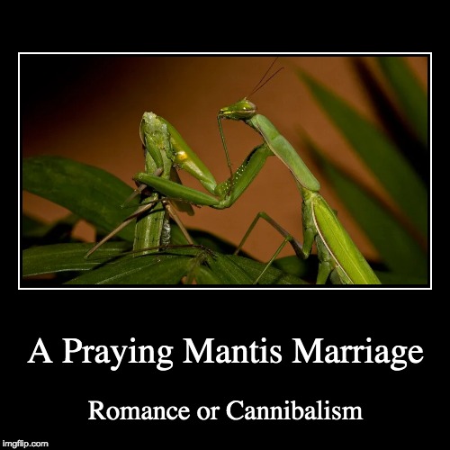 Gamedawg en X: I love that there's finally a praying mantis