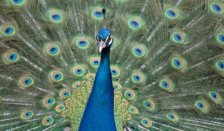 High Quality Proud Peacock Blank Meme Template