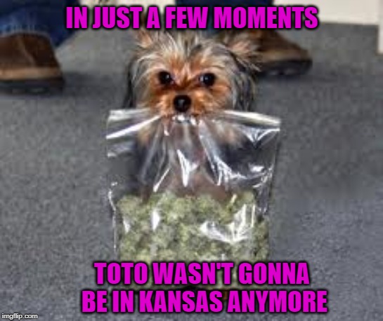 I know that feeling Toto!!! | IN JUST A FEW MOMENTS; TOTO WASN'T GONNA BE IN KANSAS ANYMORE | image tagged in dog with pot,memes,toto,funny,not in kansas anymore,dogs | made w/ Imgflip meme maker