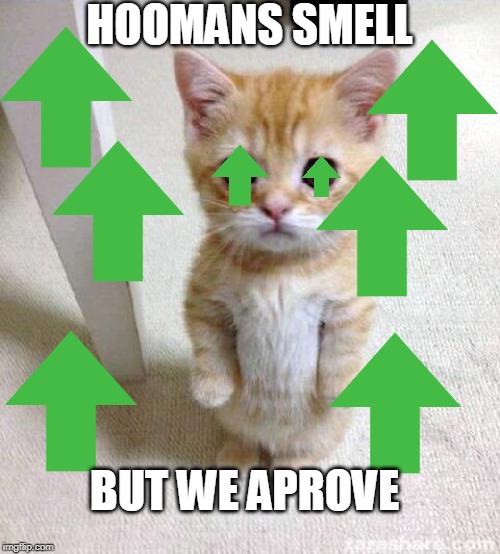 Cute Cat Meme | HOOMANS SMELL BUT WE APROVE | image tagged in memes,cute cat | made w/ Imgflip meme maker