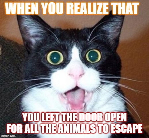 Surprised cat lol | WHEN YOU REALIZE THAT; YOU LEFT THE DOOR OPEN FOR ALL THE ANIMALS TO ESCAPE | image tagged in surprised cat lol | made w/ Imgflip meme maker