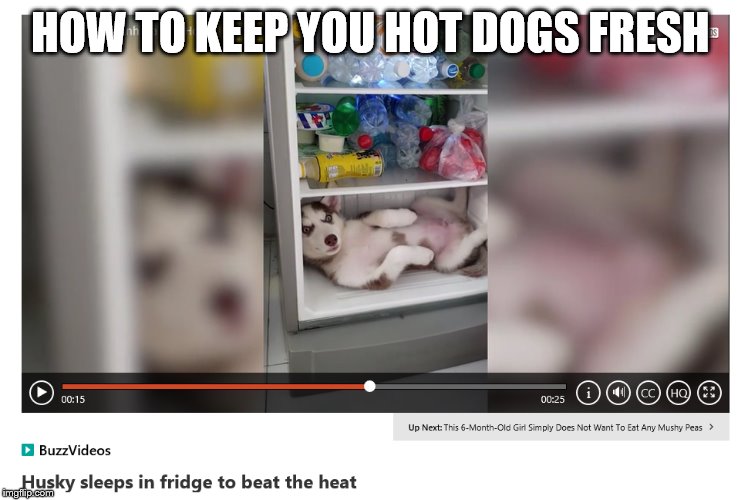 HOW TO KEEP YOU HOT DOGS FRESH | image tagged in coooool dogs | made w/ Imgflip meme maker