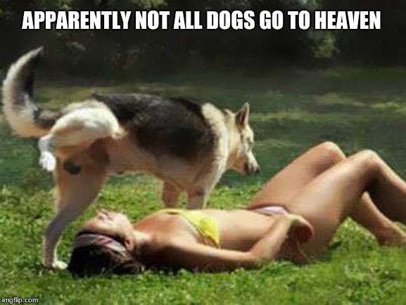 Bad Dog | APPARENTLY NOT ALL DOGS GO TO HEAVEN | image tagged in bad dog,i don't like dry dog food,ask me if i am a good boy one more time,i told you not to get a cat,marking my territory,that | made w/ Imgflip meme maker