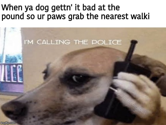 Pounds are a bad | When ya dog gettn' it bad at the pound so ur paws grab the nearest walki | image tagged in animals,dogs,get inspired to adopt today,dank memes | made w/ Imgflip meme maker