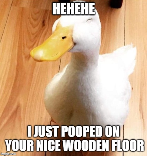 HEHE | HEHEHE; I JUST POOPED ON YOUR NICE WOODEN FLOOR | image tagged in duck,ducks | made w/ Imgflip meme maker