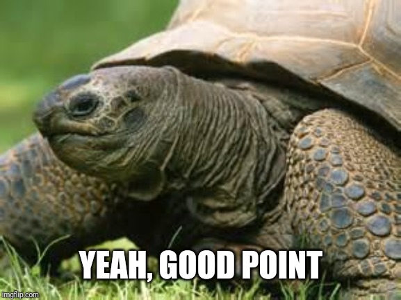 Contemplative Turtle | YEAH, GOOD POINT | image tagged in contemplative turtle | made w/ Imgflip meme maker