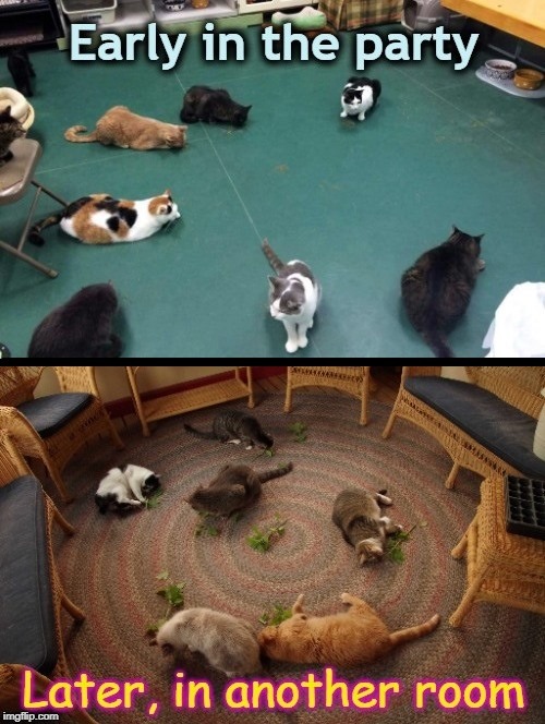Before and After | image tagged in cats,funny cats,catnip | made w/ Imgflip meme maker