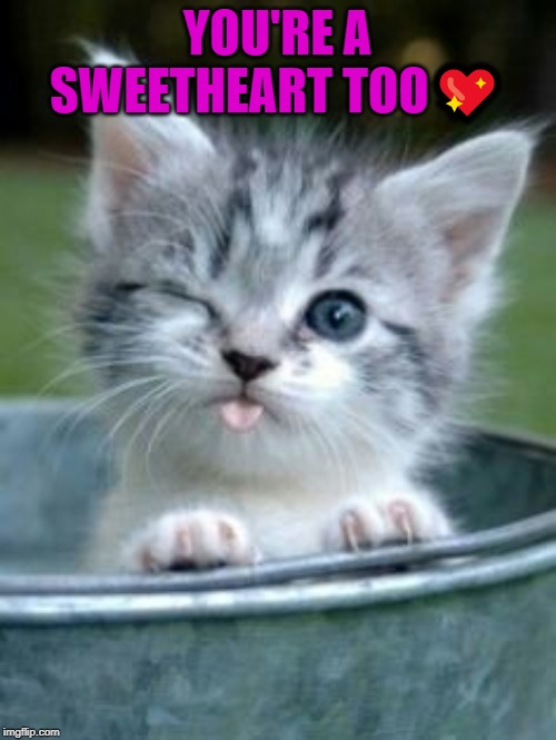 Sweet Baby Kitten  | YOU'RE A SWEETHEART TOO? | image tagged in sweet baby kitten | made w/ Imgflip meme maker