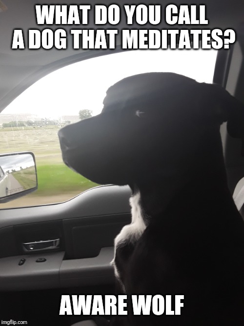Willow hates dad/dog jokes | WHAT DO YOU CALL A DOG THAT MEDITATES? AWARE WOLF | image tagged in willow hates dad/dog jokes | made w/ Imgflip meme maker