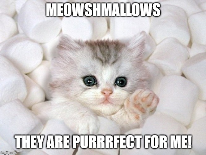MEOWSHMALLOWS; THEY ARE PURRRFECT FOR ME! | image tagged in cats | made w/ Imgflip meme maker