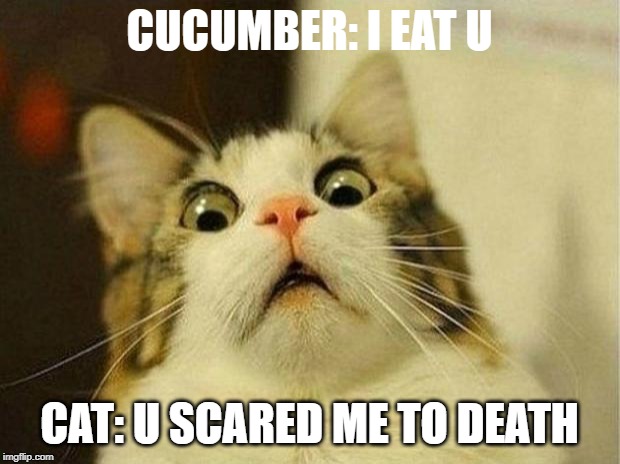 Scared Cat | CUCUMBER: I EAT U; CAT: U SCARED ME TO DEATH | image tagged in memes,scared cat | made w/ Imgflip meme maker