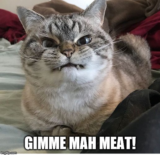 HANGRY CAT | GIMME MAH MEAT! | image tagged in hangry cat | made w/ Imgflip meme maker