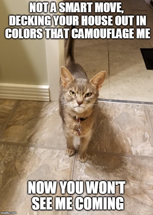 New Grumpy Cat | NOT A SMART MOVE, DECKING YOUR HOUSE OUT IN COLORS THAT CAMOUFLAGE ME; NOW YOU WON'T SEE ME COMING | image tagged in new grumpy cat,cats,grumpy cat,cat,grumpy,memes | made w/ Imgflip meme maker