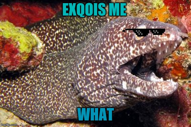Bewildered Moray Eel | EXQOIS ME; WHAT | image tagged in bewildered moray eel | made w/ Imgflip meme maker
