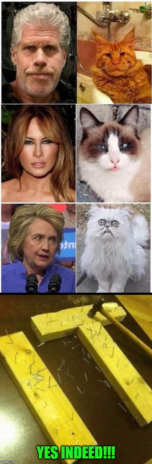 All good matches indeed!!! LOL | YES INDEED!!! | image tagged in cat lookalikes,memes,cats,ron perlman,melania trump,hillary clinton | made w/ Imgflip meme maker