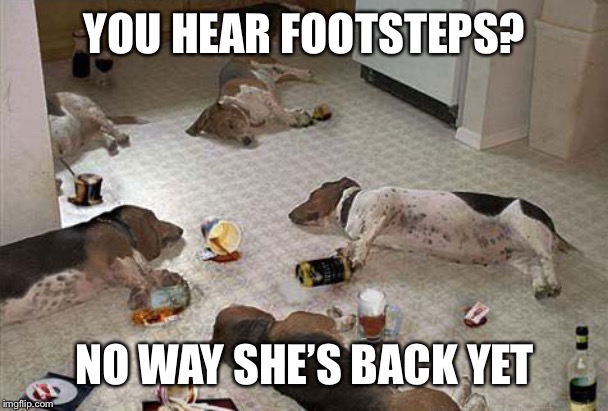 Drunk dogs after party | YOU HEAR FOOTSTEPS? NO WAY SHE’S BACK YET | image tagged in drunk dogs after party | made w/ Imgflip meme maker