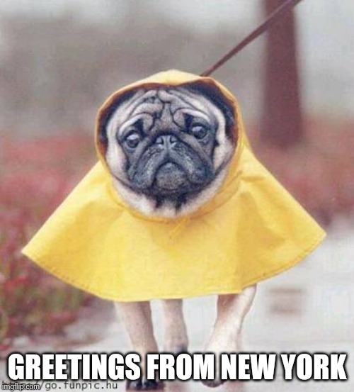 wet puppy in the rain | GREETINGS FROM NEW YORK | image tagged in wet puppy in the rain | made w/ Imgflip meme maker