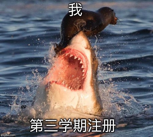 Travelonshark | 我; 第三学期注册 | image tagged in memes,travelonshark | made w/ Imgflip meme maker