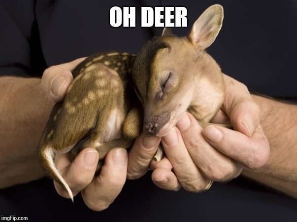 Baby deer spotted fawn cute | OH DEER | image tagged in baby deer spotted fawn cute | made w/ Imgflip meme maker