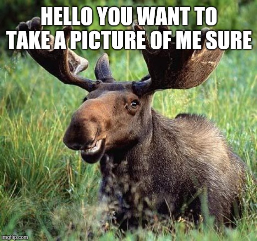 Smiling moose | HELLO YOU WANT TO TAKE A PICTURE OF ME SURE | image tagged in smiling moose | made w/ Imgflip meme maker