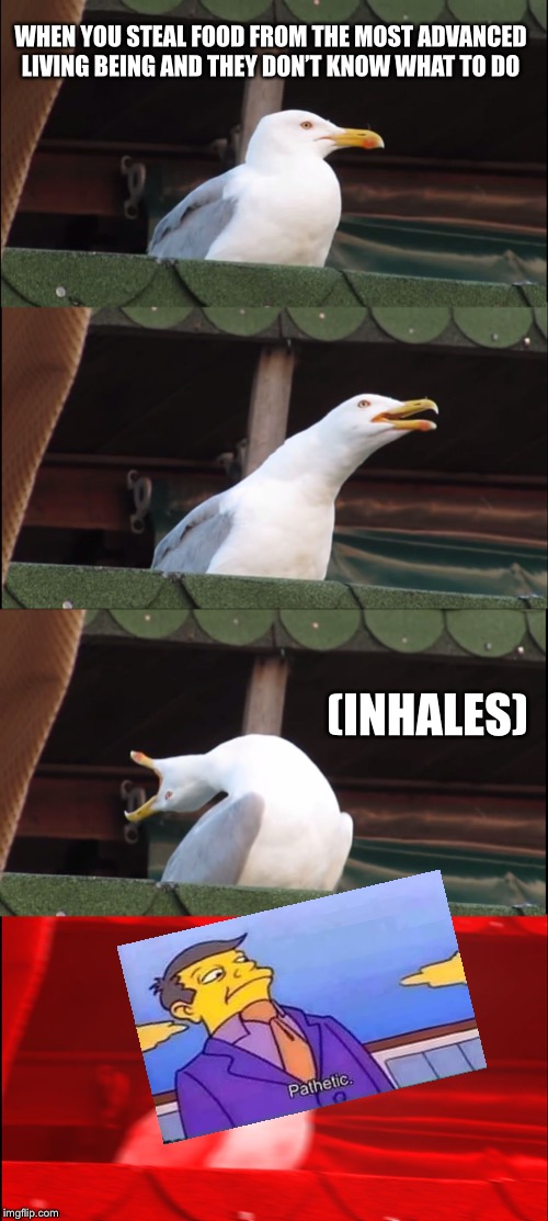 Inhaling Seagull | WHEN YOU STEAL FOOD FROM THE MOST ADVANCED LIVING BEING AND THEY DON’T KNOW WHAT TO DO; (INHALES) | image tagged in memes,inhaling seagull | made w/ Imgflip meme maker