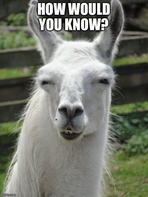 Llama glare | HOW WOULD YOU KNOW? | image tagged in llama glare | made w/ Imgflip meme maker