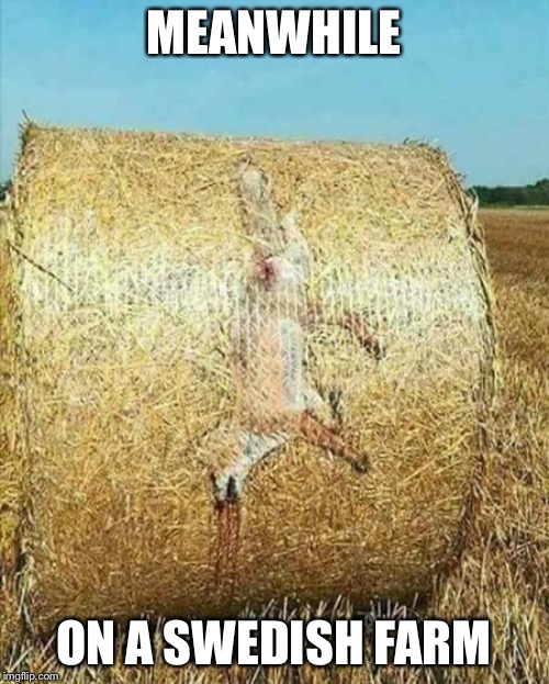 Bale him out | MEANWHILE; ON A SWEDISH FARM | image tagged in fox | made w/ Imgflip meme maker