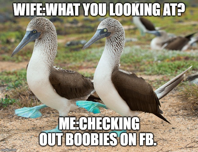 What? | WIFE:WHAT YOU LOOKING AT? ME:CHECKING OUT BOOBIES ON FB. | image tagged in boobies | made w/ Imgflip meme maker
