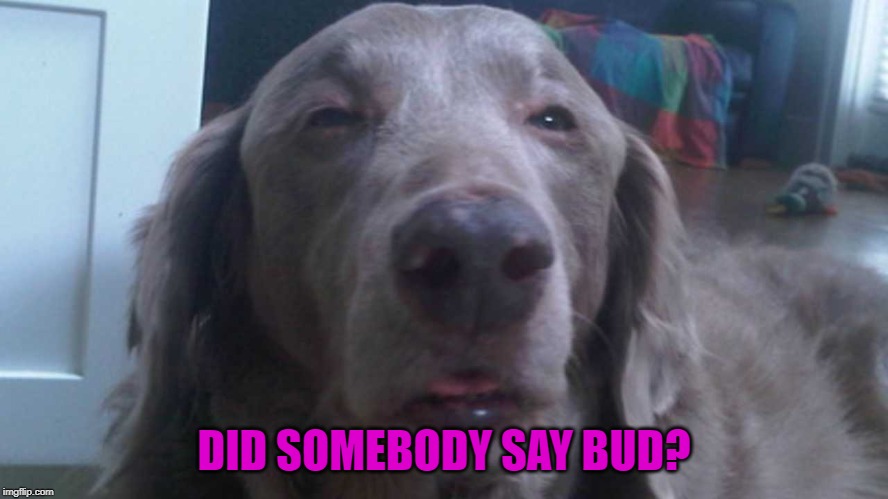 DID SOMEBODY SAY BUD? | made w/ Imgflip meme maker