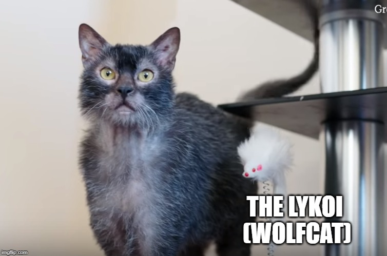I want one ! | THE LYKOI  (WOLFCAT) | image tagged in lykoi,wolfcat | made w/ Imgflip meme maker