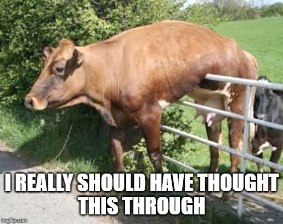over the fence? | I REALLY SHOULD HAVE THOUGHT
THIS THROUGH | image tagged in animals | made w/ Imgflip meme maker