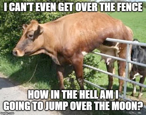 practice | I CAN'T EVEN GET OVER THE FENCE; HOW IN THE HELL AM I GOING TO JUMP OVER THE MOON? | image tagged in animals | made w/ Imgflip meme maker