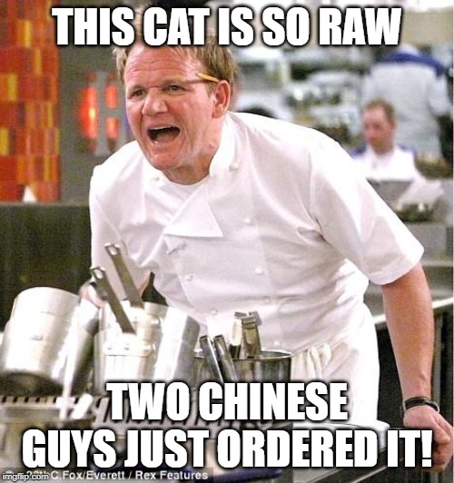 Chef Gordon Ramsay | THIS CAT IS SO RAW; TWO CHINESE GUYS JUST ORDERED IT! | image tagged in memes,chef gordon ramsay | made w/ Imgflip meme maker