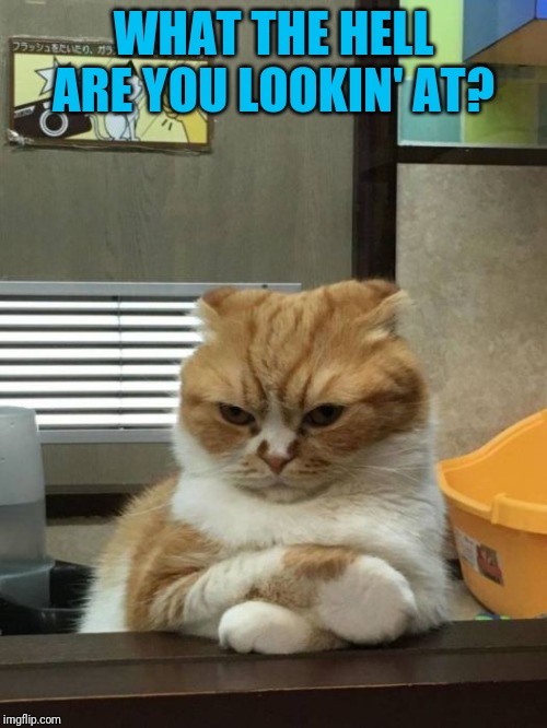 Anti-social Cat | WHAT THE HELL ARE YOU LOOKIN' AT? | made w/ Imgflip meme maker