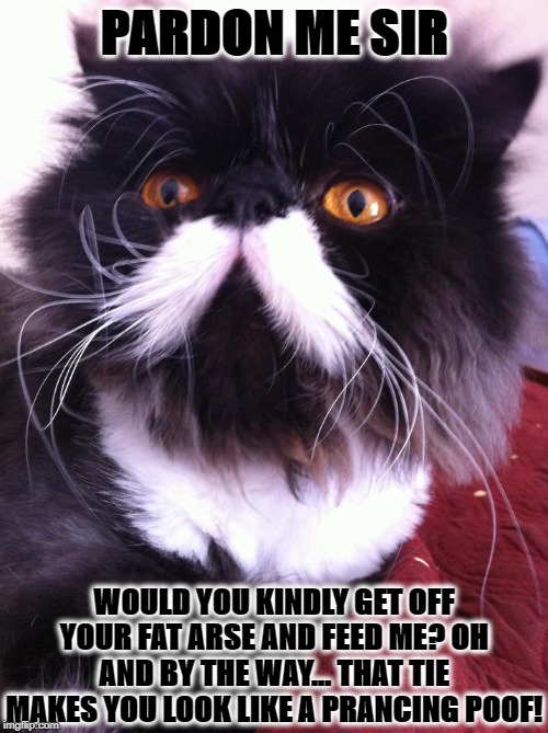 BRITISH CAT | PARDON ME SIR; WOULD YOU KINDLY GET OFF YOUR FAT ARSE AND FEED ME? OH AND BY THE WAY... THAT TIE MAKES YOU LOOK LIKE A PRANCING POOF! | image tagged in british cat | made w/ Imgflip meme maker